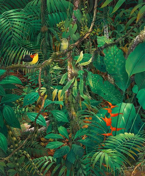 Rainforests Debernardi Vision Tropical Forest Tropical Rainforest