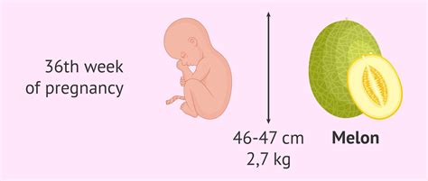 36th Week Of Pregnancy Changes In The Baby And Symptoms In The Mother