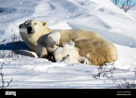 Polar Bear Mother With Cubs Stock Photo Alamy