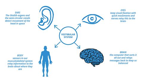 Vestibular Disorders How To Improve Balance And Decrease Fall Risk