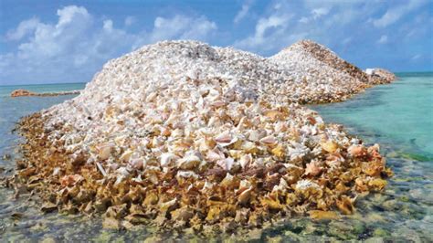 Conch Shell Island Daily News
