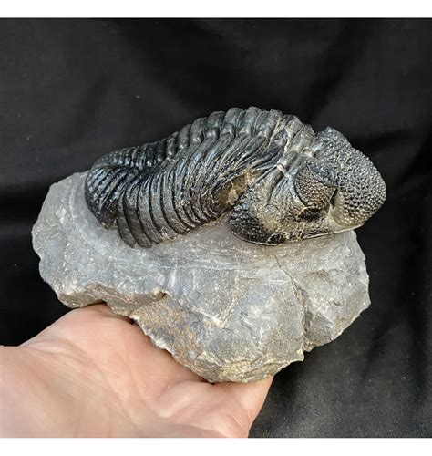 Fossils For Sale Fossils Large Middle Devonian Moroccan