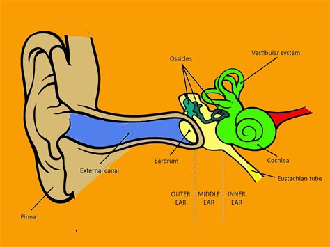 External Ear Anatomy Tragus