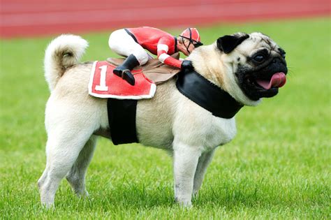 Pug Dog Racing In Germany Is As Adorable As You Think It Is For The Win