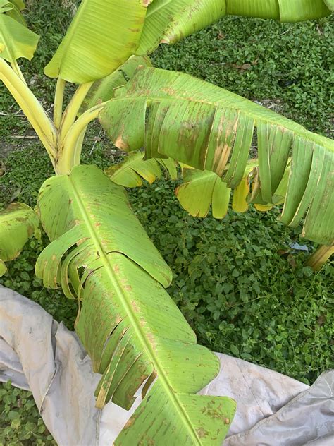 Does anyone know why my banana tree leaves are tearing and turning