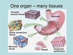 PPT - Human Tissues PowerPoint Presentation, free download - ID:5639739