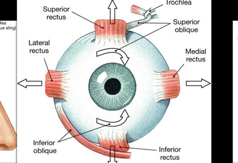 Eye Muscle Anatomy Anatomy