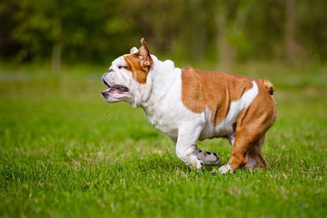 Happy English Bulldog Running Outdoors Stock Photo Image Of Brown