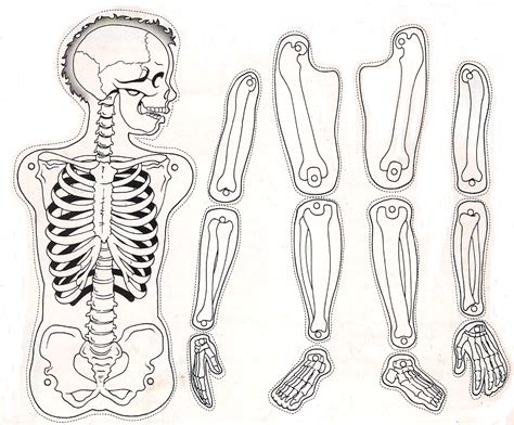 2 los huesos se unen entre sí mediante articulaciones y están. "Educadora de Ilusiones": Mi cuerpo