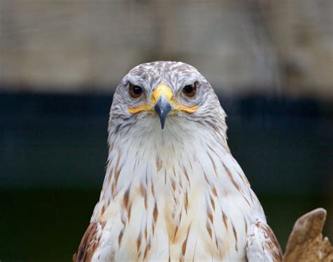 Hawks In North Carolina Catch A Glimpse Of All 9 Species