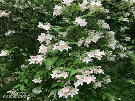 Hence, they roses are the perfect shrubs. Flowering Shrubs for Shade - Top Picks for the Yard & Garden