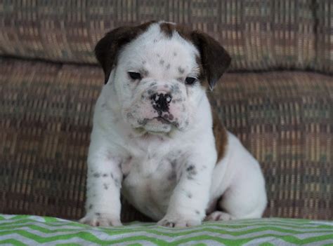 Beabull Puppy For Sale Millersburg Oh Male Axel Ac Puppies Llc