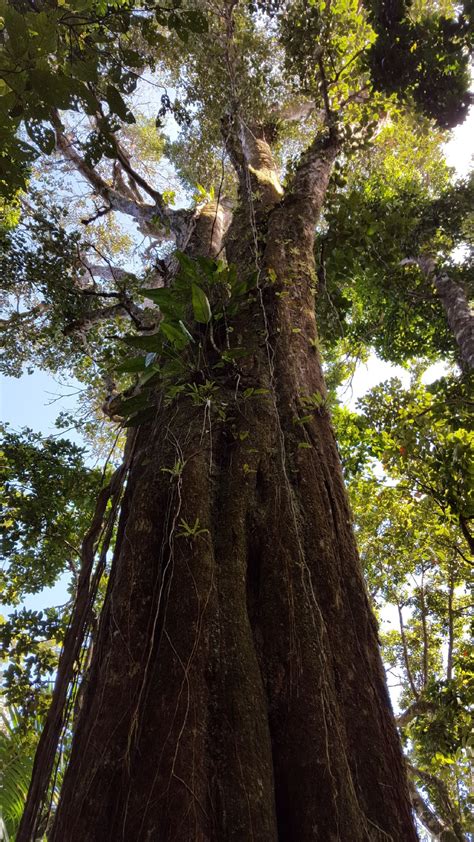 The Trees Of El Yunque Smithsonian Photo Contest Smithsonian Magazine