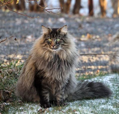 This Beast Is A Norsk Skogkatt Or Norwegian Forest Cat It Has A Two