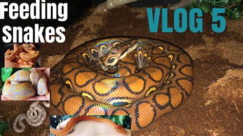 Vlog 5 Feeding Snakes Youtube