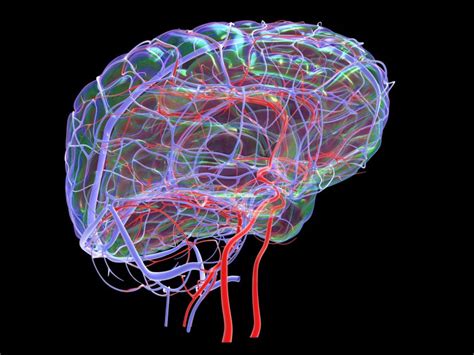 Blood flows throughout the body tissues in blood vessels, via bulk flow (i.e., all constituents together and in one direction). The Importance of Cerebral Blood Flow in Late-Life Depression - Psychiatry Advisor