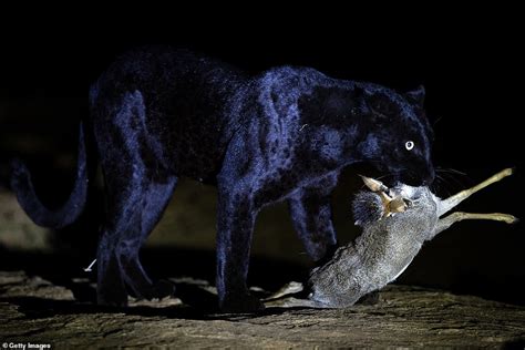 Extremely Rare Black Leopard Becomes The Ever To Be Photographed In