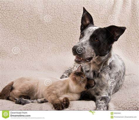 The siamese is also an intelligent breed, but be warned they are happy to. Young Siamese Cat And A Young Dog Lying Together Stock ...