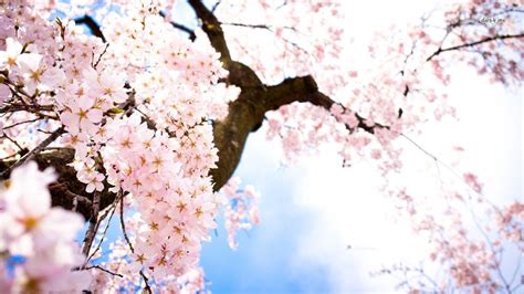 48 Wallpaper Anime Cherry Blossom Background  Jasmanime