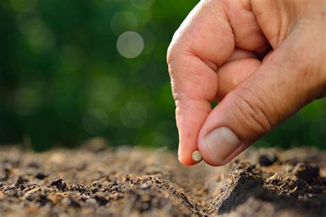 Dos And Donts Of Growing From Seeds Wtop