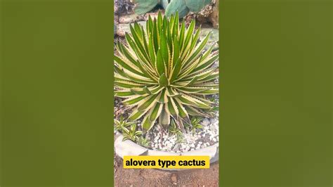 Alovera Type Cactus Cactus Amravati Bamboo Garden Youtube