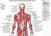 Muscle Anatomy Posterior Human Anatomy Muscles Of The Back Muscular ...