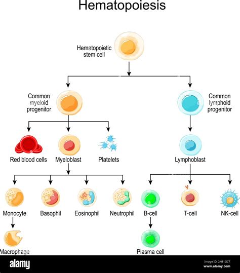 Hematopoyesis Desarrollo De Diferentes Células Sanguíneas Desde