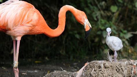 Seven Baby Flamingos Born At Whipsnade Zoo Bbc Newsround