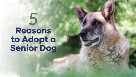 5 Reasons To Adopt A Senior Dog Minnesota Veterinary Hospital Best