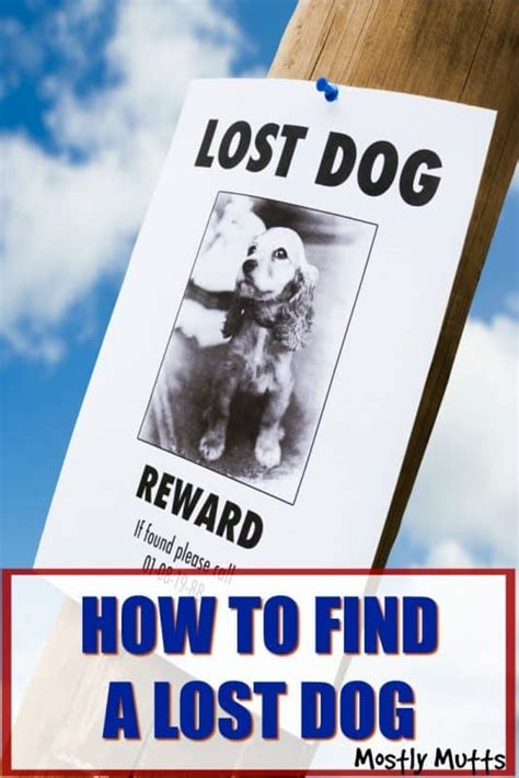 How To Find A Lost Dog Mostly Mutts