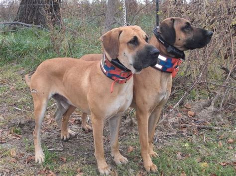 Do you have a black mouth cur dog at home? Carnathan Black Mouth Cur Dogs | Top Dog Information