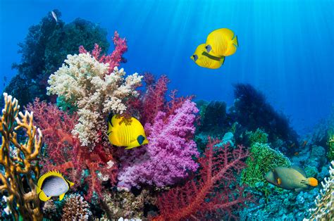 These facts about coral reefs are presented in conjunction with the usgs coral reef project. Healthy Mangroves May Help Reverse the Negative Impact ...