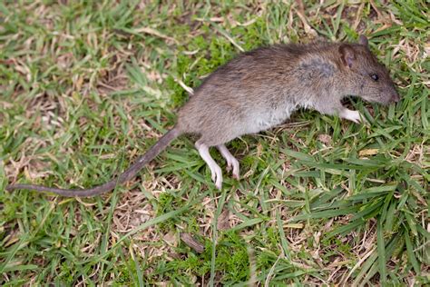 It depends on how you define 'a bulk of rats'. Dead Rat | If I had two dead rats, I'd give you one ...