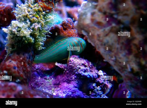 Green Clown Coral Goby Gobiodon Histrio Stock Photo Alamy