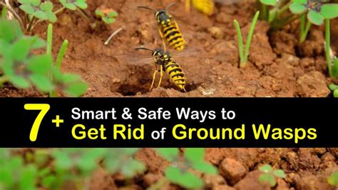 7 Smart And Safe Ways To Get Rid Of Ground Wasps