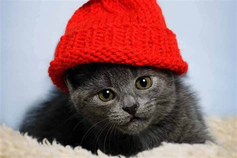 Cats In Hats Cute Pictures Of Cats Wearing Fashionable Hats