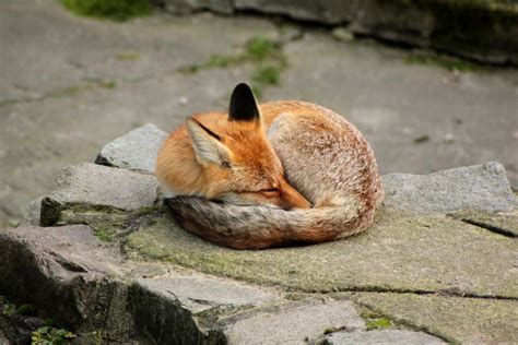 Curled Up Baby Fox Cute Animals Cute Baby Animals