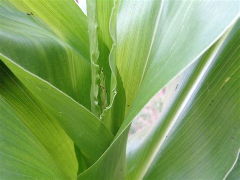 The Perennial Agriculturalist Zea Mexicana Blooms