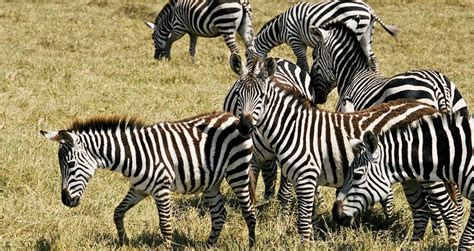 In the wild, the animals in this family are found in africa and asia and live a variety of habitats including grasslands. Zebras - Africa - explore | Zebras, Habitats, Animals