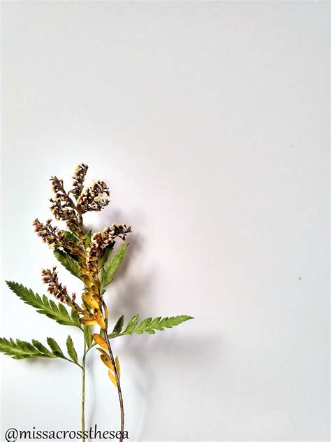 7 kerajinan dari koran yang mudah dibuat untuk hiasan dinding di rumah. Kartu Ucapan Hiasan Daun Kering - kartu ucapan terbaik