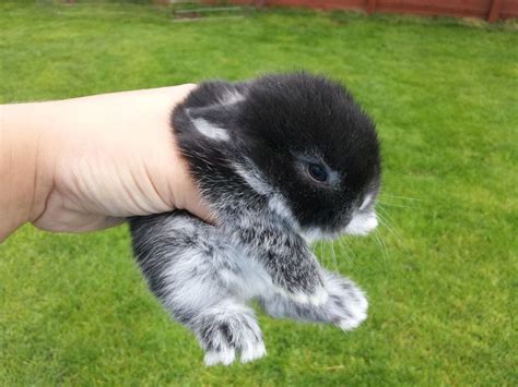 Pedigree Baby Mini Lop Rabbits Cardigan Ceredigion Pets4homes