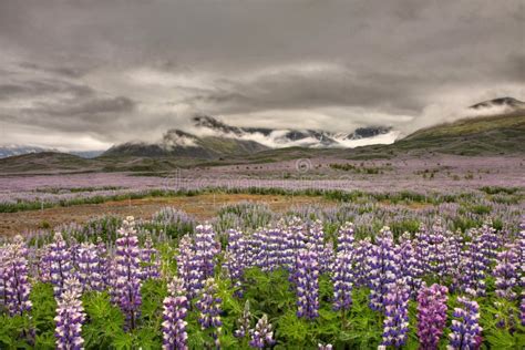 Most Famous Icelandic Flower Stock Image Image Of Outdoor Lupinus