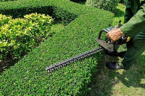 Pruning Sande Wards Landscape Management