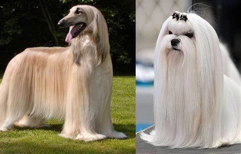 30 Most Famous Hairy Dog Breeds Of The World Reviewed For Dog Lovers