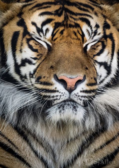 Happy Sumatran Tiger Sj Allen Photography