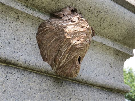 Find out how to remove the nest safely on your own. Baldfaced Hornet: A Selfless Builder That Stings - The New York Times