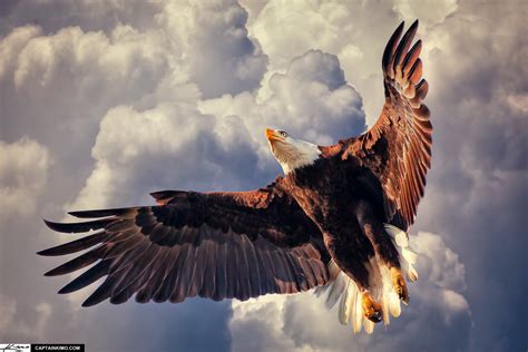 American Bald Eagle Flying In Cloudy Sky Hdr Photography By Captain Kimo