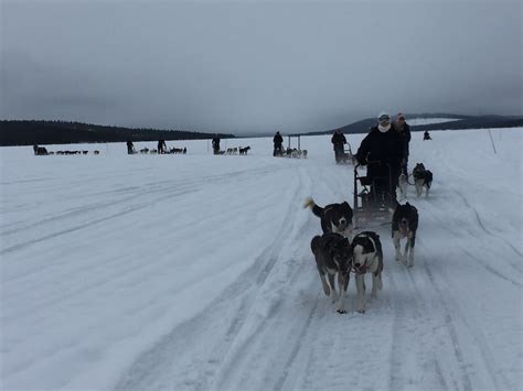 Lapland Dog Sledding Adventures Lapland Wilderness Tours