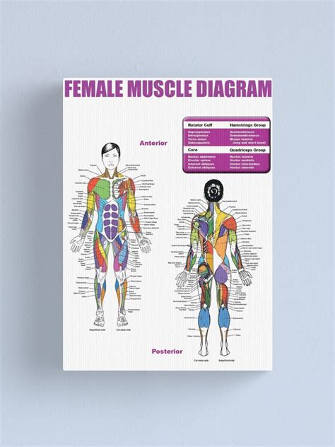 Female Muscle Diagram Anatomy Chart Canvas Print By Superfitstuff