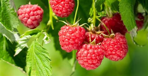 How To Grow Raspberries Diy Garden